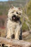 CAIRN TERRIER 349